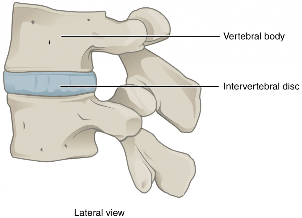 <p><span style="background-color: transparent;"><span>Moderately movable joints made of fibrocartilage or hyaline cartilage.</span></span></p>