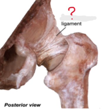 <p>Which joint is on this photo ? What gives this away?</p>