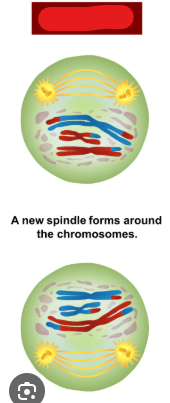 <p>The phase in meiosis 2 at which the nuclear envelope dissolves and chromatin condenses into chromosomes. This is the same as prophase in mitosis but done on chromosomes which have crossed over and exchanged tags. Lastly the meiotic spindle is once again built during this phase.</p>