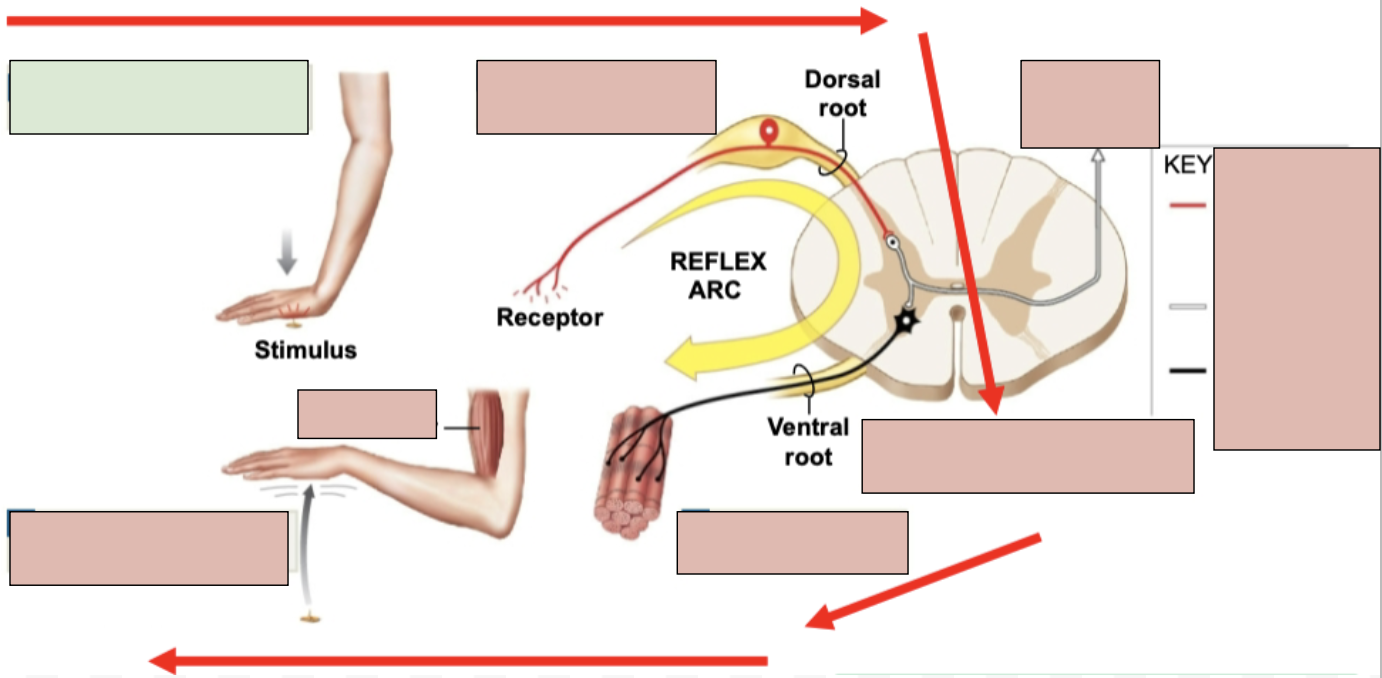 <p><span style="background-color: transparent;"><span>stimulation and activation of receptor</span></span></p>