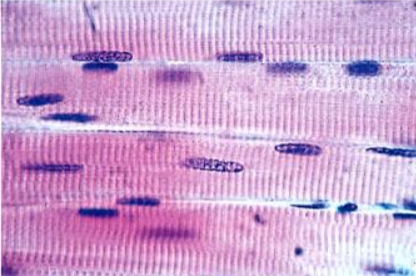 <p>Cell type</p>