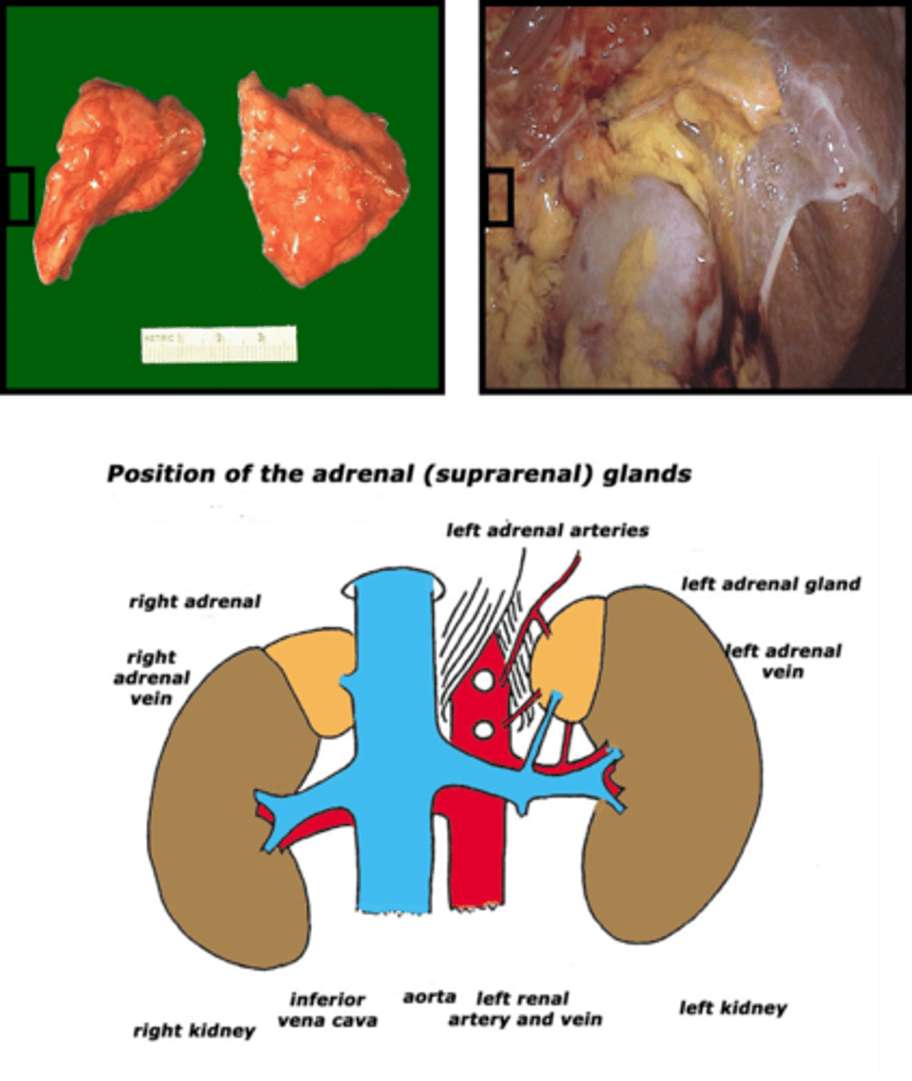 <p>1. Superior to kidneys in renal fascia and posterior to diaphragm.</p><p>2. Right gland is post. to - liver and IVC.</p><p>3. Left gland is post. to - stomach and pancreas.</p><p>4. Right is pyramidal-shaped and left is semi-lunar and slightly larger. </p>