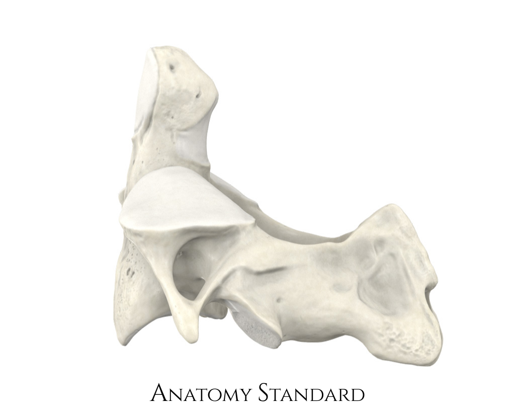 <p>C2, second cervical vertebrae </p>