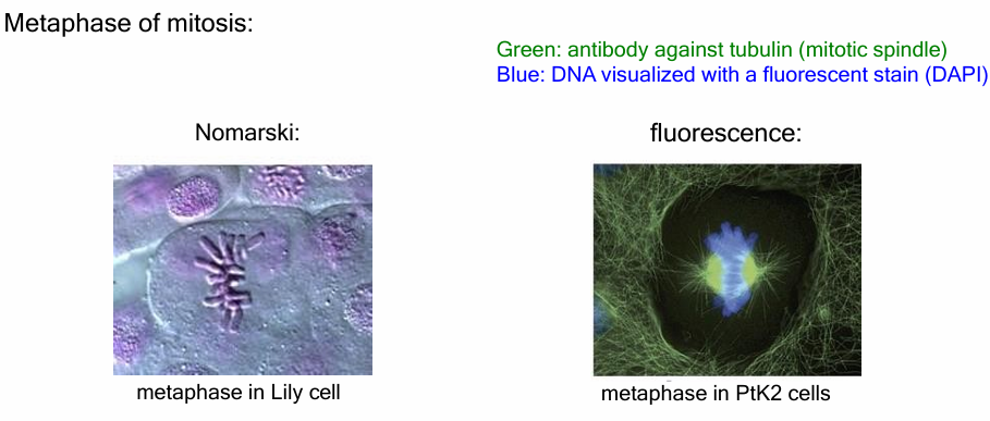 <ul><li><p>Nomarski microscopy shows compact chromosomes in metaphase but lacks detailed visualization of internal structures.</p></li><li><p>Fluorescence microscopy with DAPI (blue) and β-tubulin antibodies (green) reveals microtubules and the mitotic spindle, details invisible in Nomarski images.</p></li><li><p>Because antibodies must access internal structures, cells must be fixed and processed, so immunofluorescence is used on non-living cells.</p></li></ul><p></p>