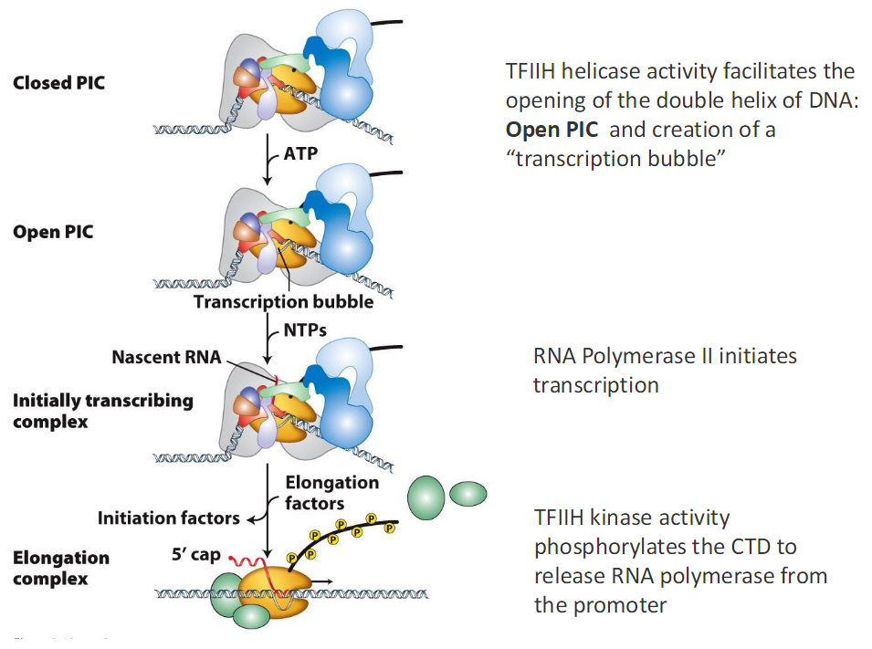 <p><strong>Closed PIC</strong><br> TFIIH uses ATP<br> TFIIH helicase activity opens the DNA double helix</p><p><strong>Open PIC</strong><br> DNA opening creates a transcription bubble</p><p><strong>Initially Transcribing Complex</strong><br> NTPs are added<br> Nascent RNA is synthesized<br> RNA Polymerase II initiates transcription<br> Initiation factors are present</p><p><strong>CTD Phosphorylation</strong><br> TFIIH kinase activity phosphorylates the CTD<br> Phosphorylation releases RNA Polymerase II from the promoter</p><p><strong>Elongation Complex</strong><br> Elongation factors associate<br> RNA synthesis continues<br> 5′ cap is added to the RNA</p>