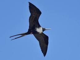 <p>Frigatebird</p>