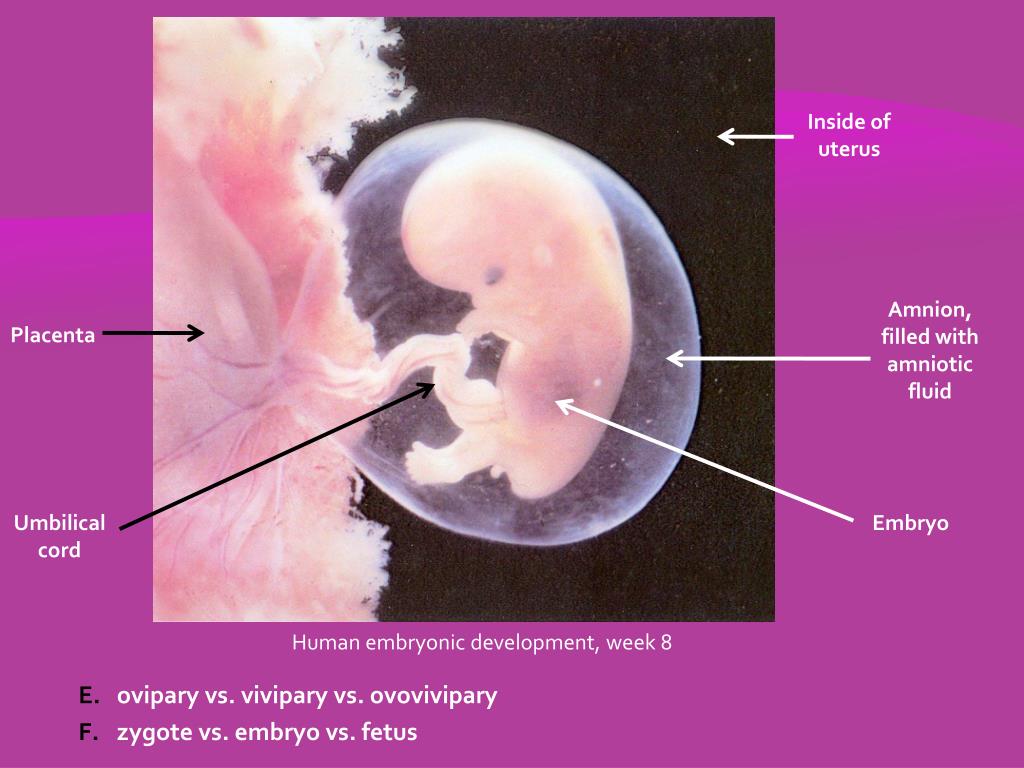 <p>placental mammals</p>