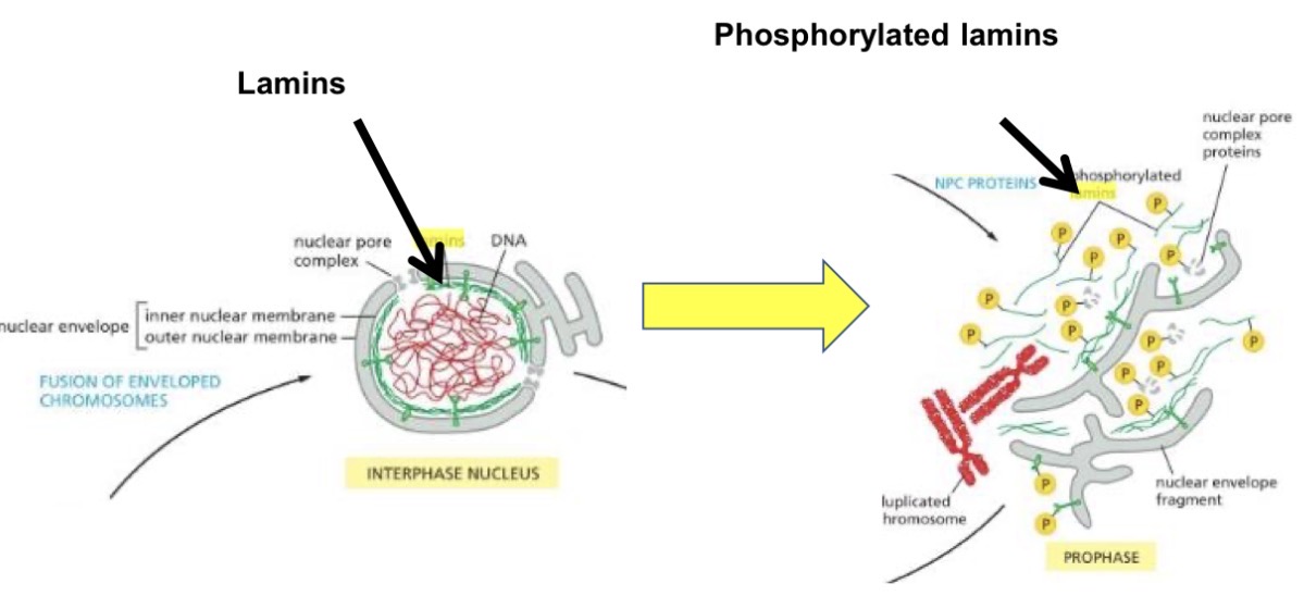 <ul><li><p>nuclear envelope breaks down, microtubules from the centrosomes at the poles of the mitotic spindle extend into the nuclear region, reaching the chromosomes</p></li><li><p>Some of the spindle microtubules attach to the kinetochores</p></li><li><p>Other spindle microtubules make contact with microtubules coming from the opposite pole</p></li><li><p>Lamins phosphorylated = nuclear envelope disintegrates</p></li></ul><p></p>