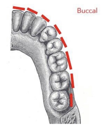 <p>Outer surface near cheek for premolars and molars </p>