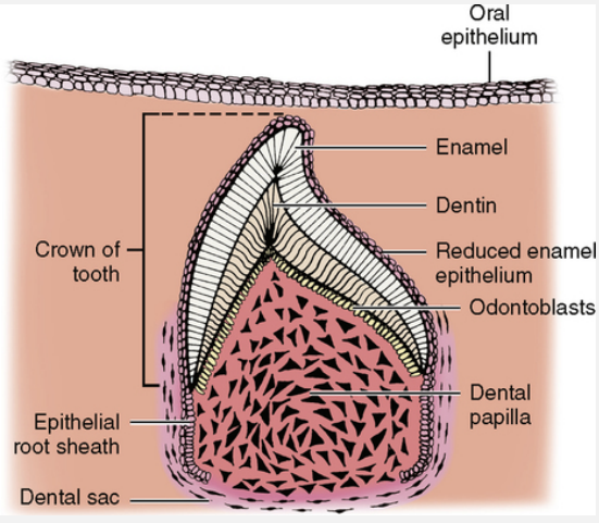 <p><strong><span style="font-family: Times New Roman, serif">Forms during “Bell Stage”. </span></strong></p><p><strong><span style="font-family: Times New Roman, serif">A hard dental sac that is not erupted from the epithelium. </span></strong></p><p><strong><span style="font-family: Times New Roman, serif">Cementoblasts form (create cementin). </span></strong></p><p><strong><span style="font-family: Times New Roman, serif">Osteoblasts form (cells that create alveolar bone; tooth sockets). </span></strong></p><p><strong><span style="font-family: Times New Roman, serif">Fibroblasts form (cells that create Sharpey’s fibers).</span></strong></p>