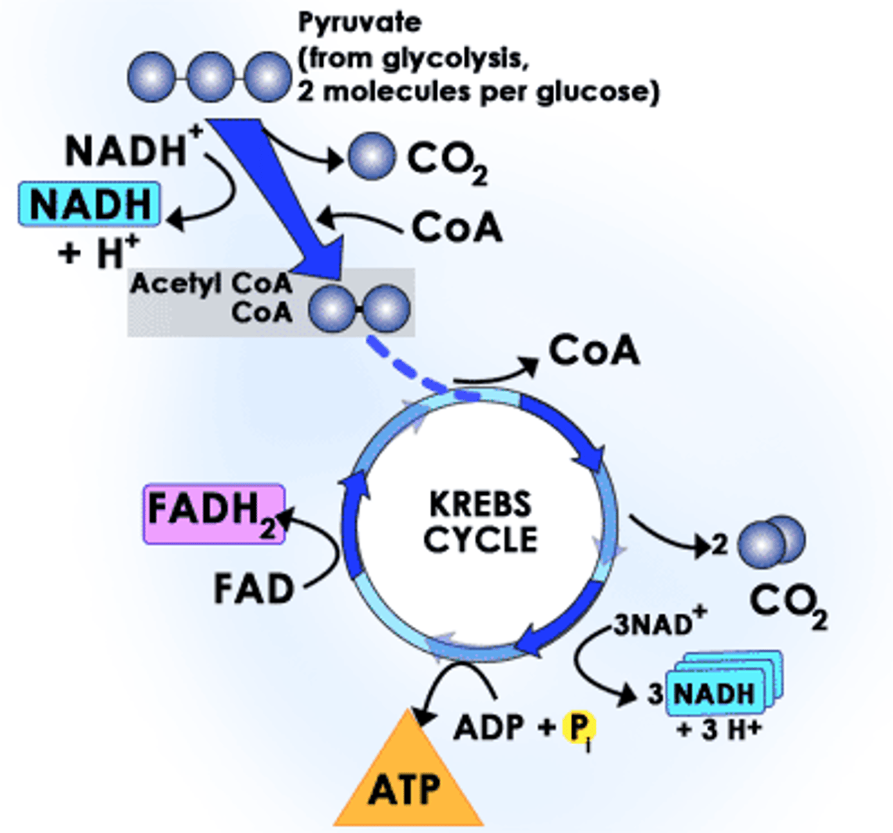 <p>Aerobic Respiration, in mitochondrial matrix</p><p>CO2 released</p><p>ATP synthesized</p><p>e- transferred to coenzymes NADH and FADH2</p>