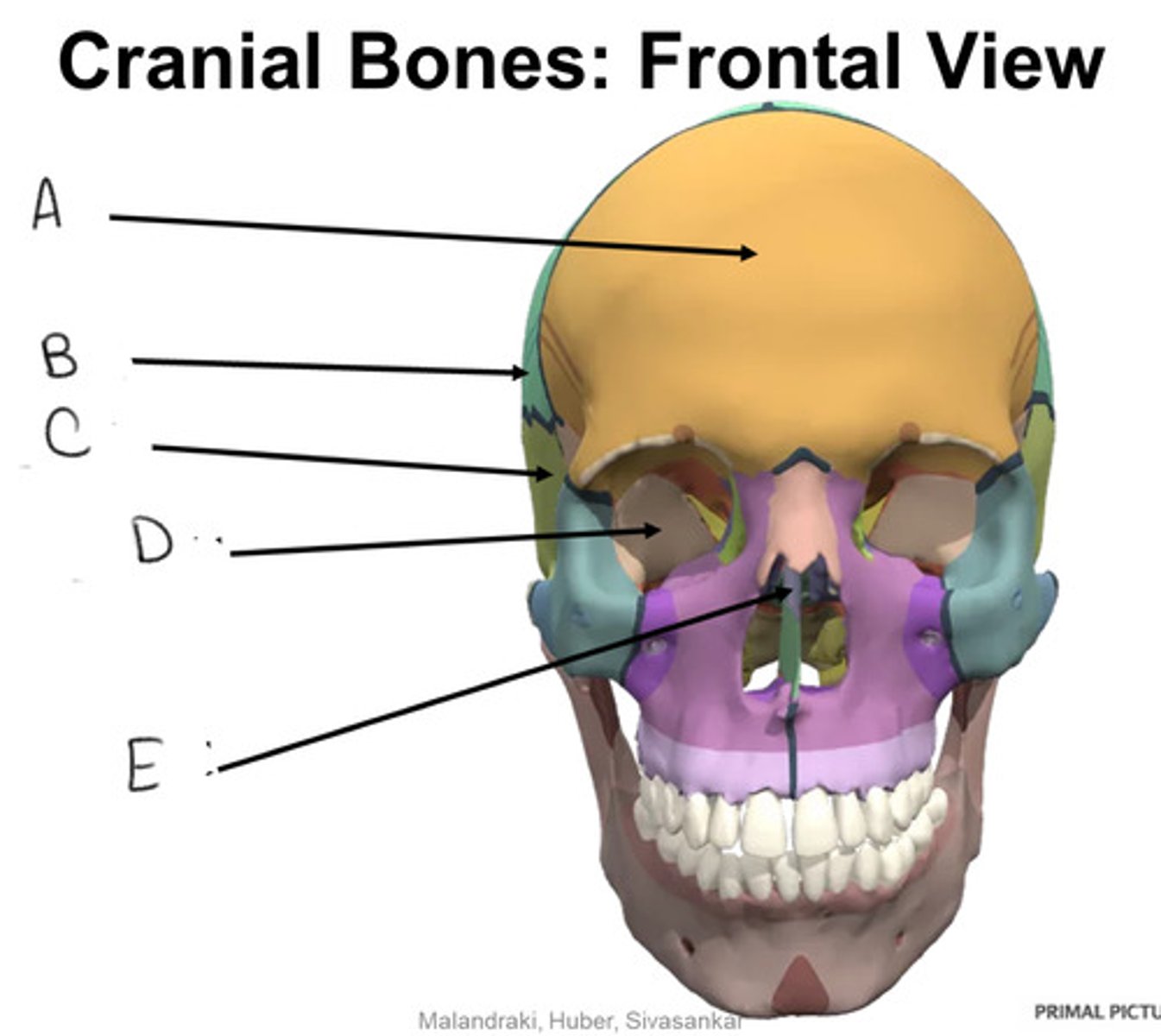 <p>B</p>