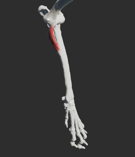 <p>odstup: epicondylus medialis humeri</p><p>úpon: mediální plocha radia</p><p>fce: pronace antebrachia</p><p></p><p>Fe úpon: na dorsomediální plochu radia, pod musculus supinator</p><p></p>