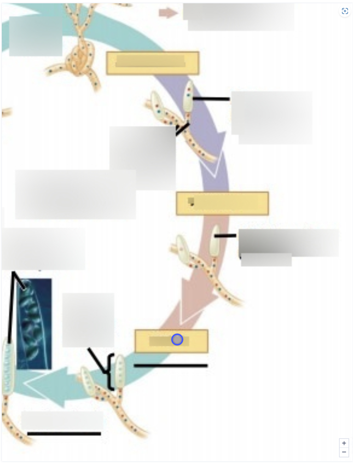 term image