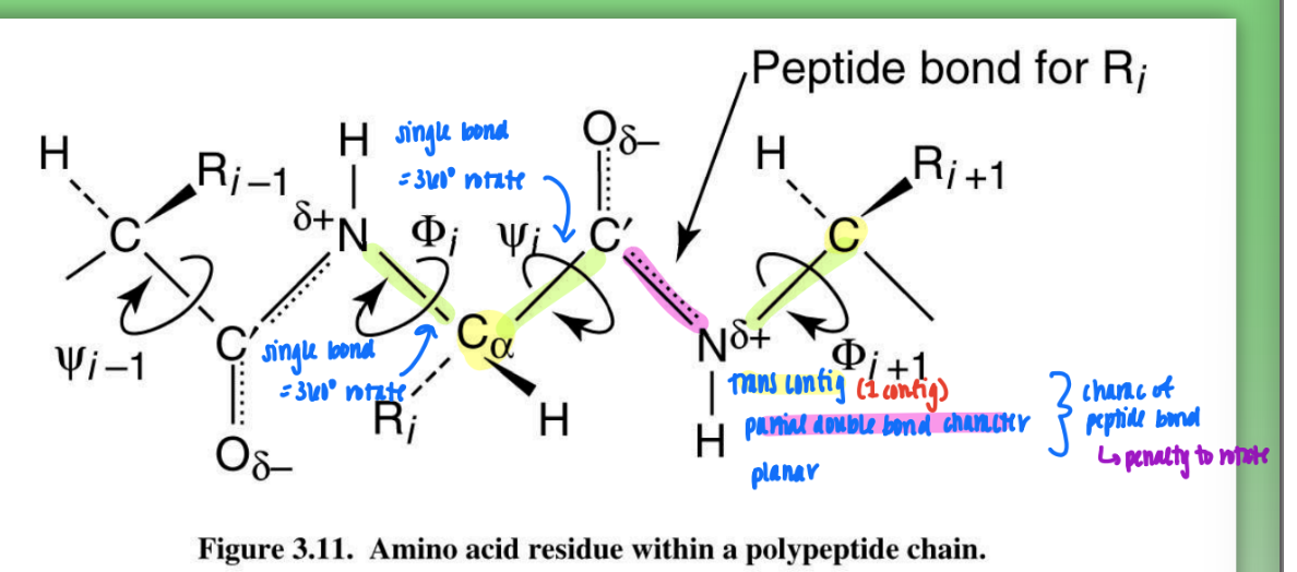 <ul><li><p>rigid peptide bond = C-N</p></li><li><p>rotatable phi = N-C alpha</p></li><li><p>rotatable psi = C alpha - C</p></li><li><p>can change config by rotating phi or psi (some more fav than others)</p></li></ul><p></p>