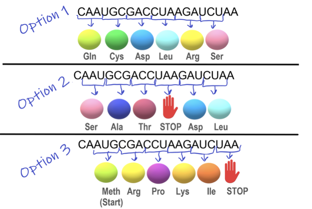 <ul><li><p>mRNA carries the genetic code from DNA in sets of three bases called <strong>codons</strong>.</p></li><li><p>Each codon corresponds to one amino acid, matched by tRNA during translation.</p></li><li><p>Ribosomes read the mRNA and link amino acids together to form a protein.</p></li><li><p><span>Translation begins with the start codon (AUG).</span></p></li><li><p><span>Translation ends with the stop codon (UAA|UAG|UGA).</span></p></li><li><p><span>Open reading frame (ORF):</span></p><ul><li><p><span>Groupings of codons</span></p></li><li><p><span>Picture: there are 3 <em>possible</em> reading frames on an mRNA.</span></p><ul><li><p>Option 3 is correct.</p></li></ul></li></ul></li></ul><p></p>