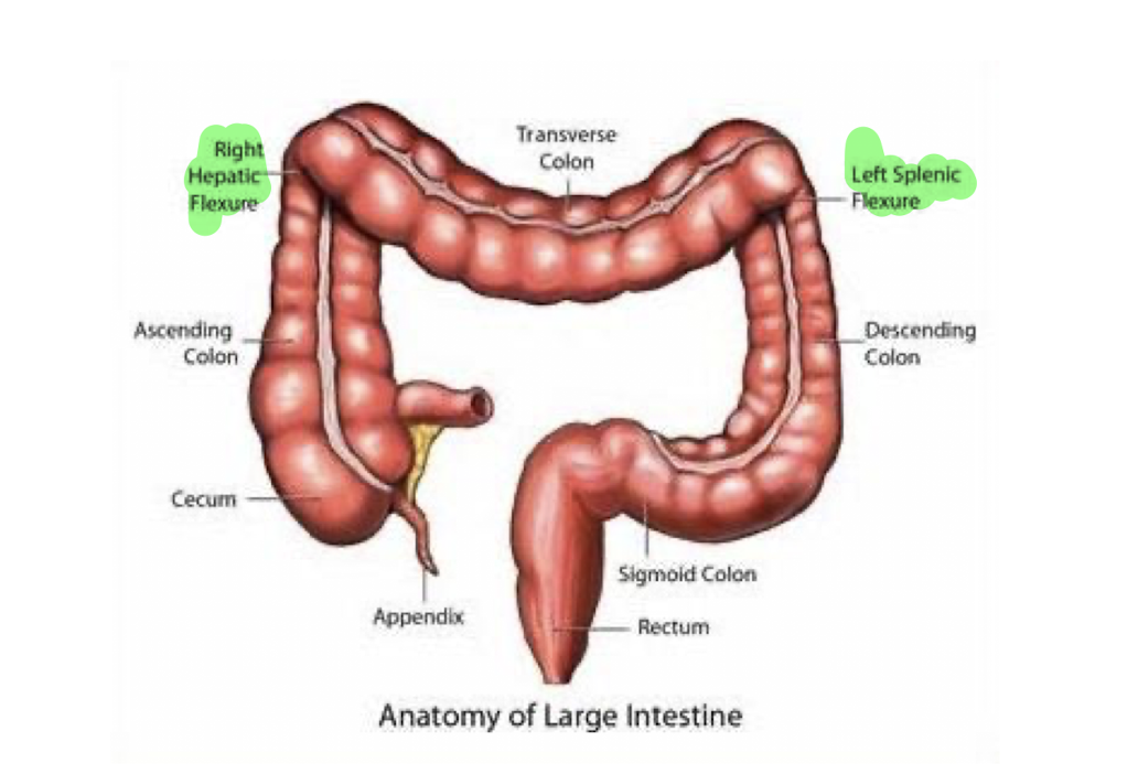 <p>Large Intestine:</p><ul><li><p>Trace the structures of the Large Intestine from R to L: (9)</p></li></ul><p></p>