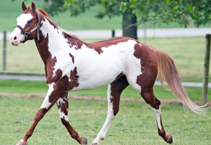 <p>What breed (pattern) is this horse?</p>