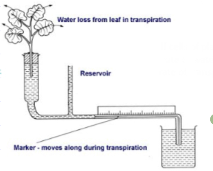 <ul><li><p>If cells of a plant are fully turgid, then the rate of water uptake/absorption + rate of transpiration are roughly the same.</p></li><li><p>By introducing a bubble, you can watch the bubble move along and time how much water is taken up in a set amount of time.</p></li></ul>