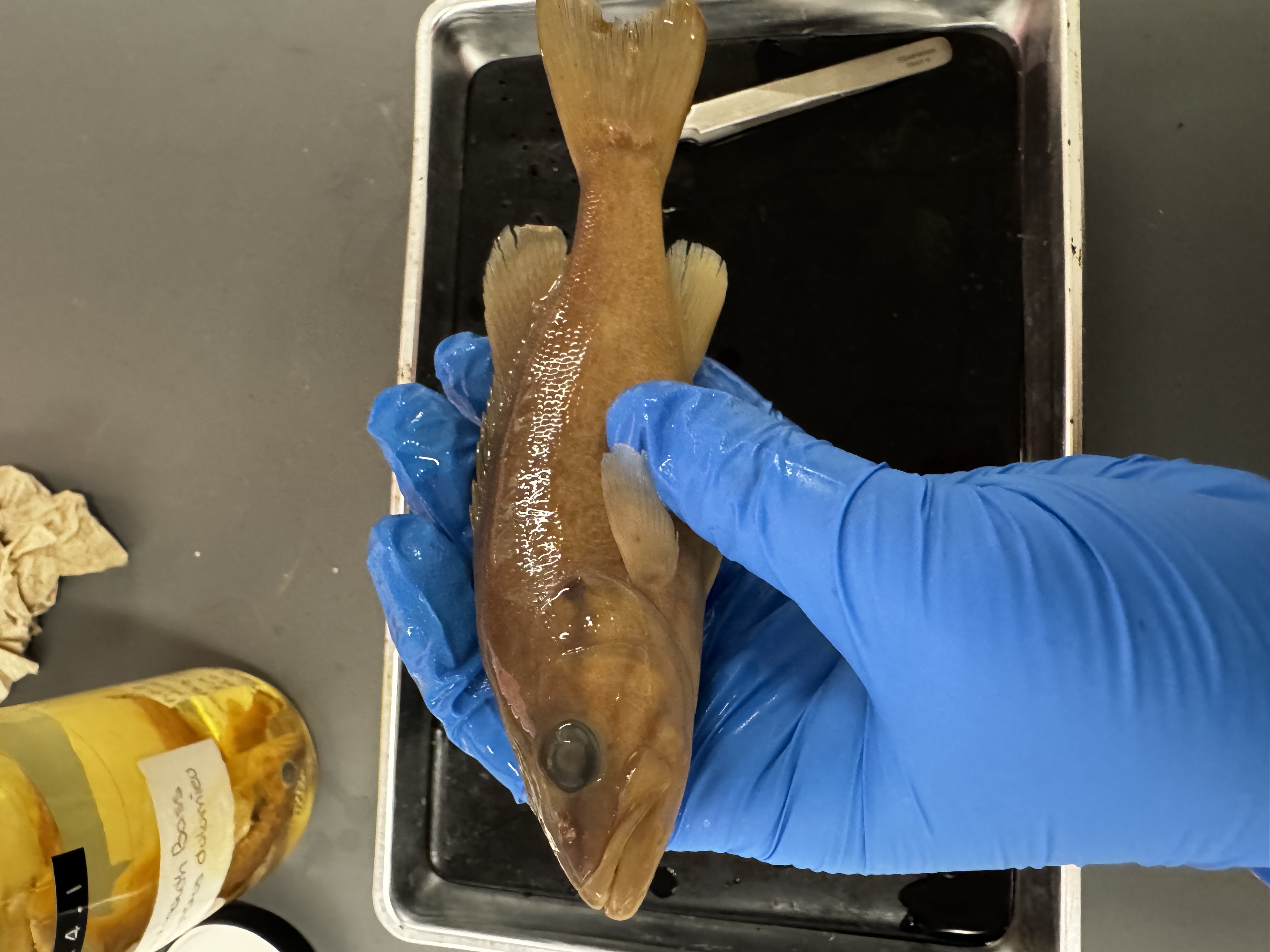 <p>Family:</p><p>Species:</p><p>Scientific:</p>