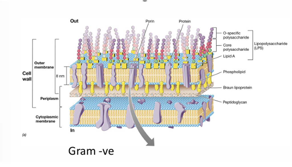 <ul><li><p>2 membranes - inner and outer membrane </p></li><li><p>between them have  small peptilaglycon layer  </p></li></ul><p></p><p></p>