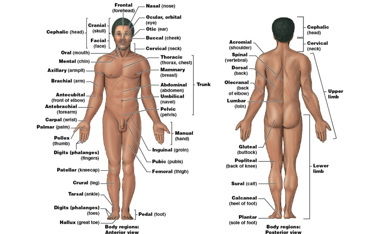 <ul><li><p><span data-name="person_standing" data-type="emoji">🧍</span> up</p></li><li><p><span data-name="open_hands" data-type="emoji">👐</span> at the side</p></li><li><p><span data-name="palms_up_together" data-type="emoji">🤲</span> facing forward</p></li><li><p><span data-name="foot" data-type="emoji">🦶</span><span data-name="foot" data-type="emoji">🦶</span> together &amp; facing forward</p></li><li><p><span data-name="eyes" data-type="emoji">👀</span> facing forward</p></li><li><p>Lying down in anatomical position</p></li><li><p>Supine when face up</p></li><li><p>Prone when face down</p></li></ul><p></p>