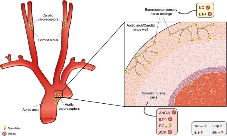 <ul><li><p>stretch-sensitive nerve endings </p></li><li><p>intermeshed within elastic lamellae </p></li><li><p>inregions with relatively little <strong>collagen </strong> and <strong>smooth muscle</strong></p></li></ul><p></p>