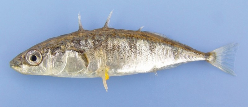 <p>Threespine Stickleback</p>