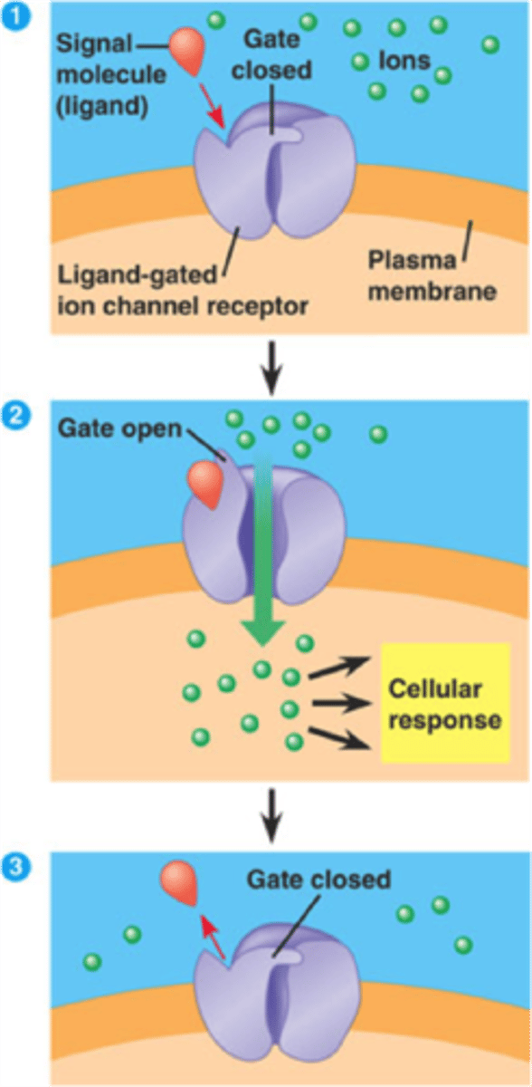 <p>protein channels that open when an ion or other chemical binds to them; neurotransmitters bind to ligand gated channels to open them</p>