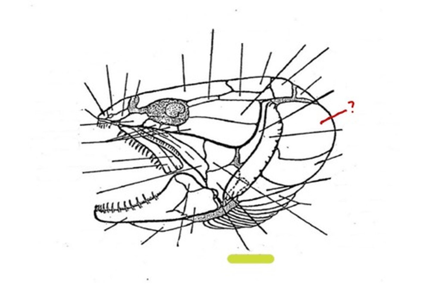<p>What bone is this</p>