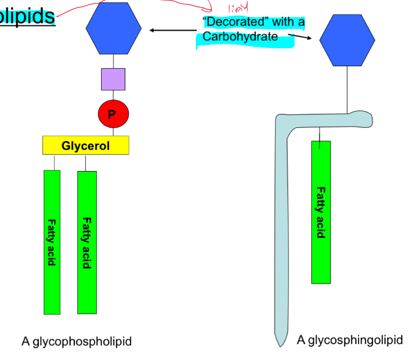 <ul><li><p>Decorated with a carbohydrate </p></li></ul>