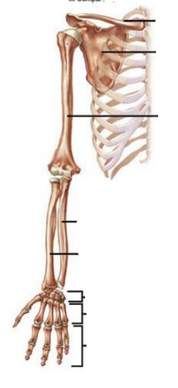 <p>What are names of bones in upper limb and pectoral girdle? </p>