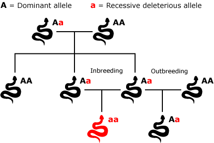 <p>inbreeding depression</p>