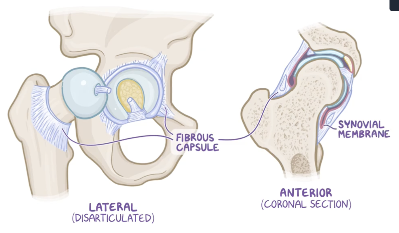 <p>Fibrous capsule and synovial membrane</p>