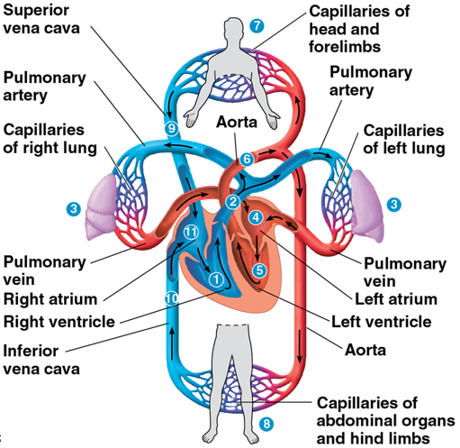 <p>right ventricle (O2 poor) → pulmonary arteries (O2 poor) → lung capillaries (O2 poor becomes O2 rich) → pulmonary veins (O2 rich) → left atrium (O2 rich) → left ventricle (O2 rich) → aorta (O2 rich) → capillary beds in head and forelimbs (O2 rich becomes O2 poor) → capillaries of abdominal organs and hind limbs (O2 rich becomes O2 poor) → blood from head, neck, and forelimbs to superior vena cava (O2 poor) &amp; from trunk and hind limbs to inferior vena cava (O2 poor) → both to right atrium (O2 poor) → right ventricle (O2 poor)</p>