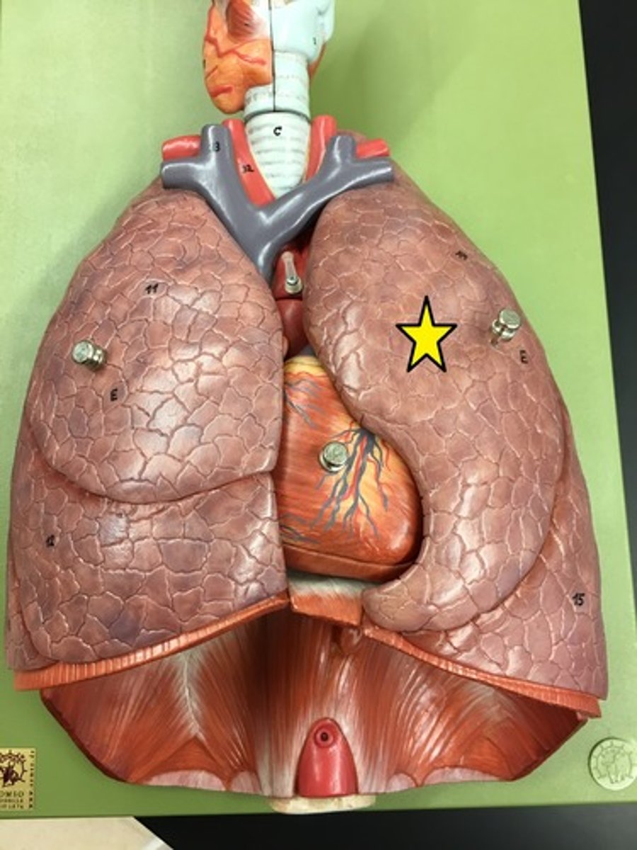 <p>the uppermost section of the left lung, looks like a pillar </p><ul><li><p>strucutre</p></li></ul><p></p>