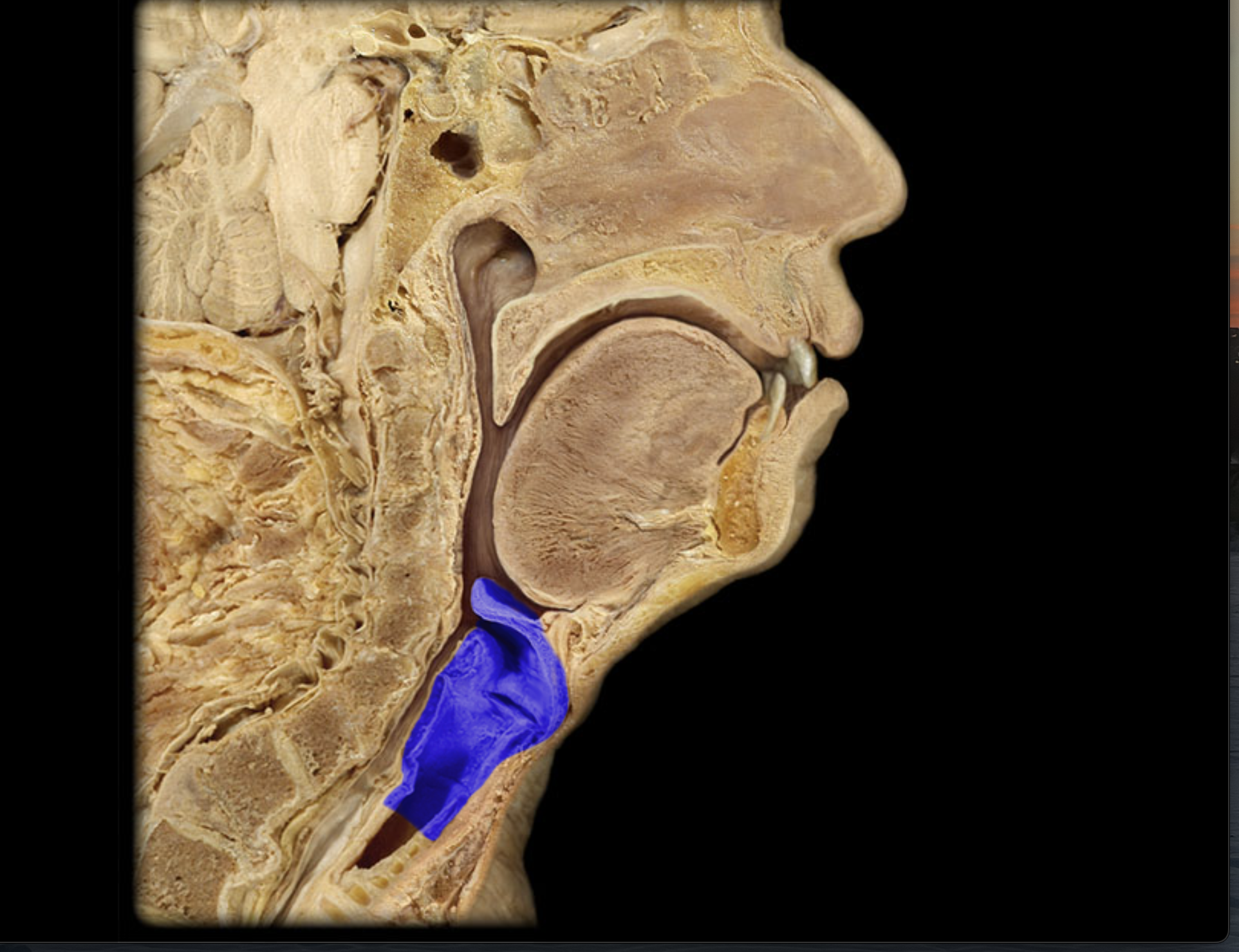 knowt flashcard image
