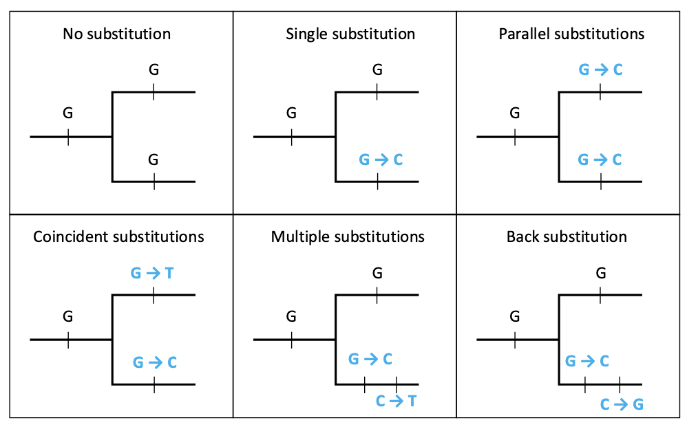 <p>None, single, parallel (2+ same change), coincident (2+ different change), multiple (2+ different change in same sequence), back (evolutionary reversal)</p>