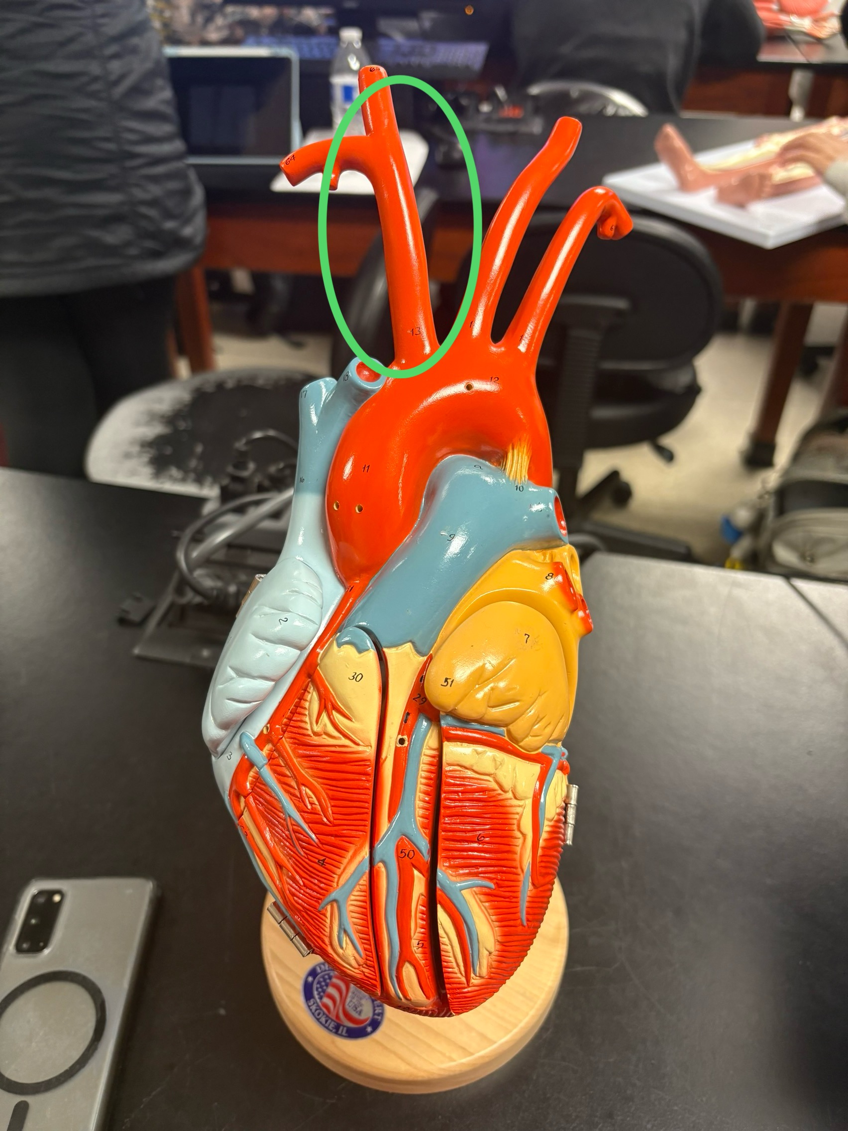 <p>splits into right common carotid artery &amp; right subclavian artery</p>
