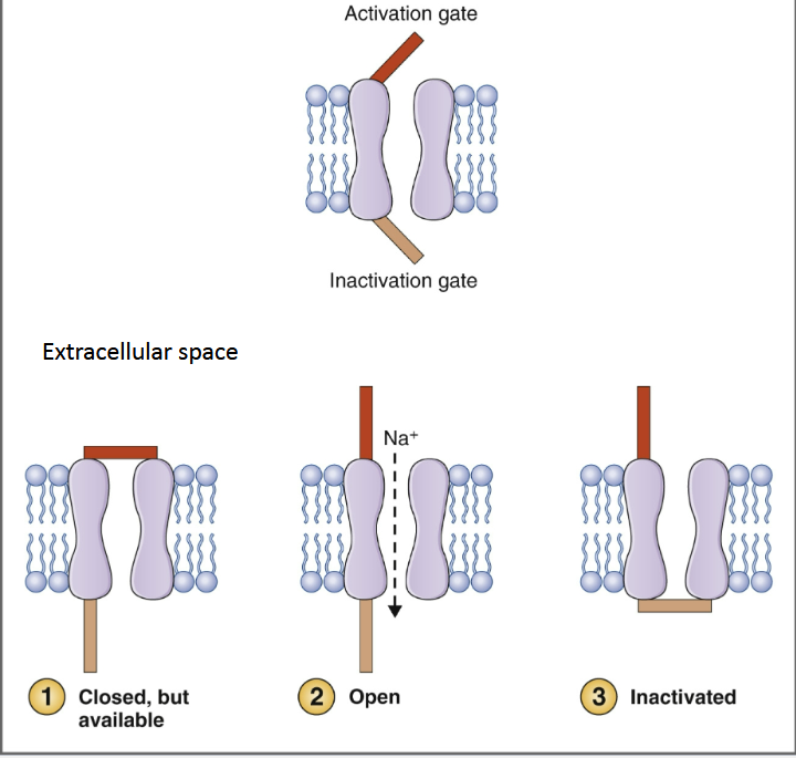 <p><span>Step 1:</span></p><ul><li><p><span>Closed, but available</span></p></li><li><p><span>When an AP arrives, the attendant voltage change</span><br><span>opens the sodium channel (voltage-gated)</span><br></p></li></ul><p><span>Step 2:</span></p><ul><li><p><span>Open (some open as we move towards threshold)</span></p></li><li><p><span>Sodium conductance increases rapidly as we</span><br><span>reach threshold and depolarization occurs rapidly</span><br></p></li></ul><p><span>Step 3:</span></p><ul><li><p><span>Inactivated (no more sodium current into the cell)</span></p></li><li><p><span>This plays a role in the “refractory period”</span></p></li></ul><p></p>