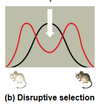 <p>favors individuals at both extremes of the phenotypic range</p>