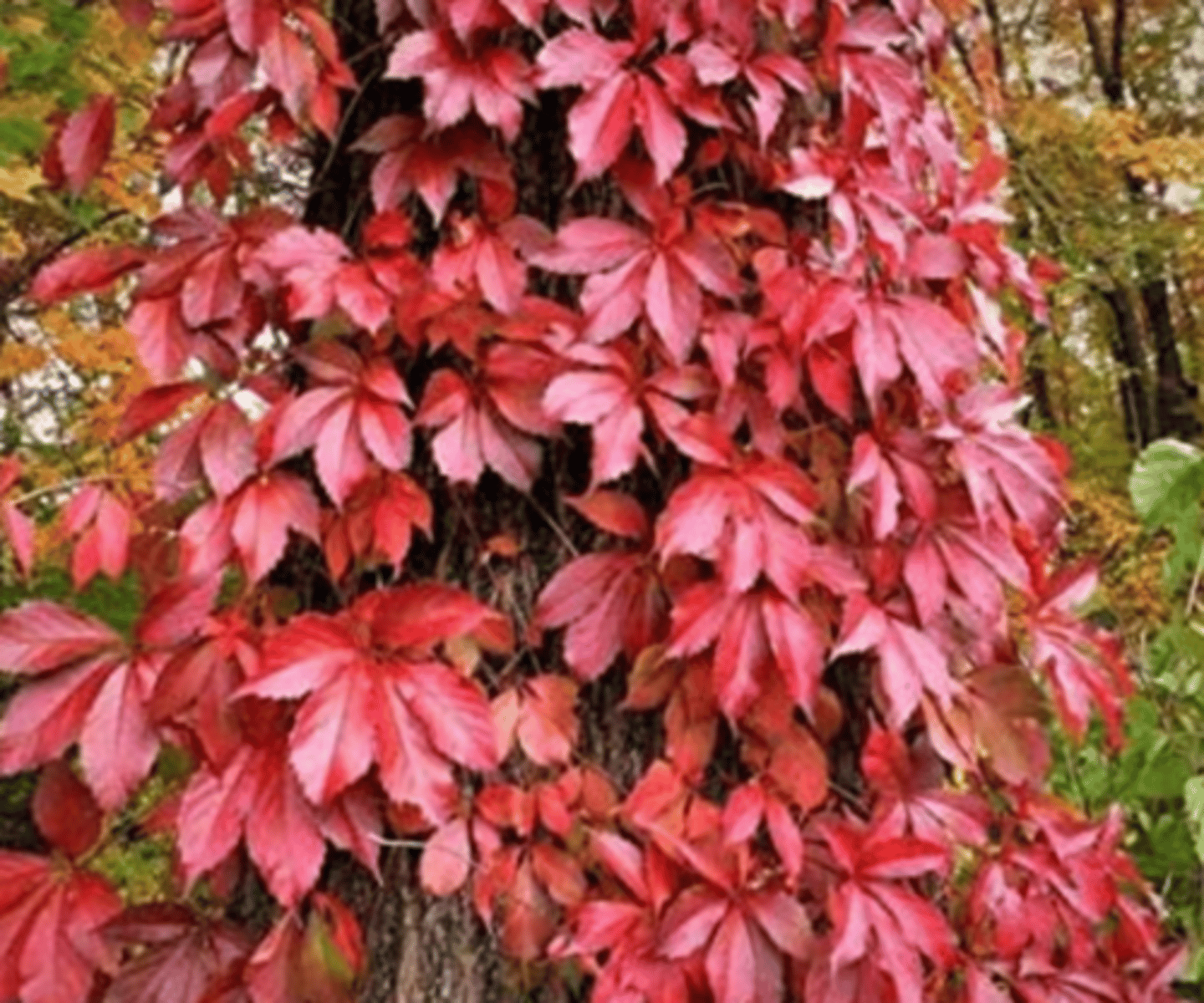 <p>red fall color, palmately compound 5 leaflets, tendrils, waxy blueberry fruit, leaves fall independently, red pedicel and peduncle, very common</p>
