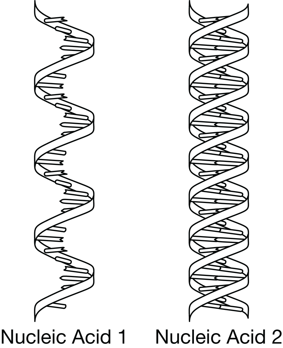 <p><span>Which of the following best describes a structural difference between DNA and RNA?</span></p>