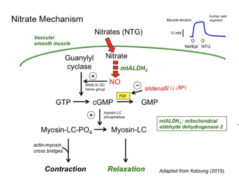 <p>Organiska nitrater, tex nitroglycerin, kommer att frigöra en NO som binder till <strong>hemgruppen i guanylatcyklas</strong> (GC) → cGMP ökar vilket ger vasodilatation via minskat intracellulärt Ca<sup>2+</sup>.</p><p>Det enzym som omvandlar nitrat till kväveoxid kallas <strong>mtALDH<sub>2</sub></strong> och man tror att detta uttrycks mer i vener.</p>