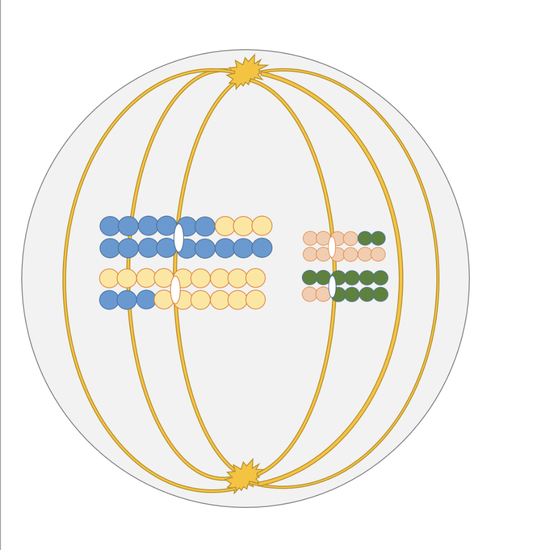 <p>How do you know which type of cell division is occurring in the image?</p>