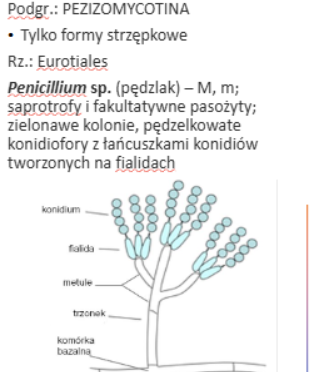<p>Penicillium sp.</p><p>Gr.: ASCOMYCOTA – grzyby workowe</p><p>     Podgr.: PEZIZOMYCOTINA </p>