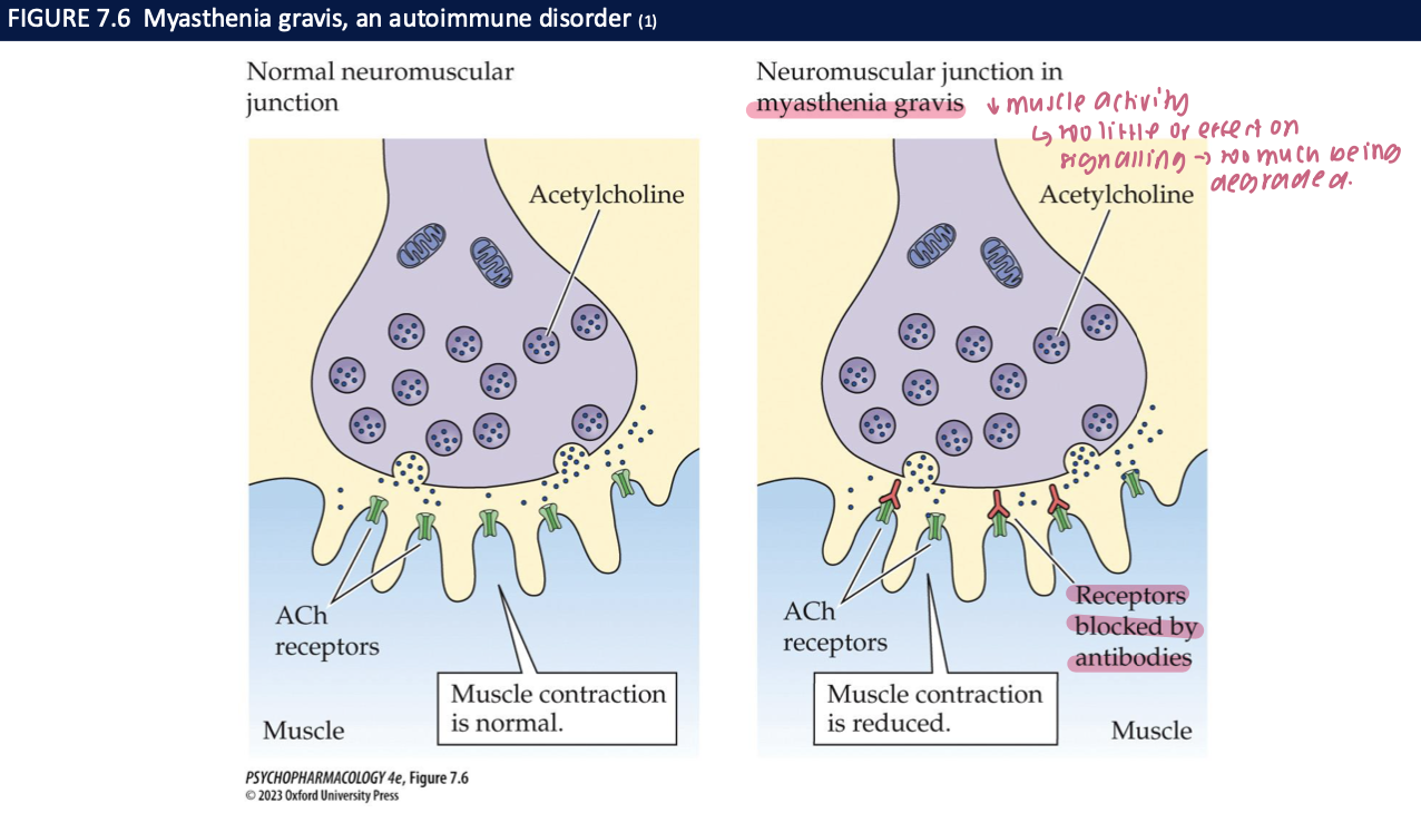 <ul><li><p>autoimmune disorder in which antibodies against muscle cholinergic receptors are produced</p></li><li><p>leads to severe muscle weakness + fatigue&nbsp;bc muscles less sensitive to ACh</p></li><li><p>treated w Neostigmine + pyridostigmine → don’t cross the BBB so only affect the periphery&nbsp;</p></li></ul><p></p>
