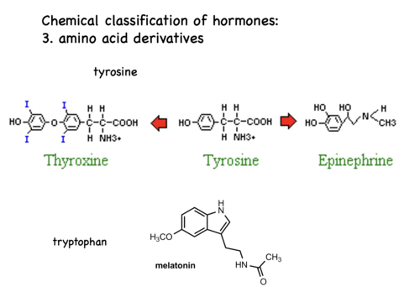 <p>amino acid derivative hormones</p>