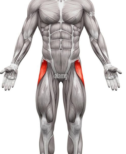 <p>flexes and medially rotates the thigh </p>