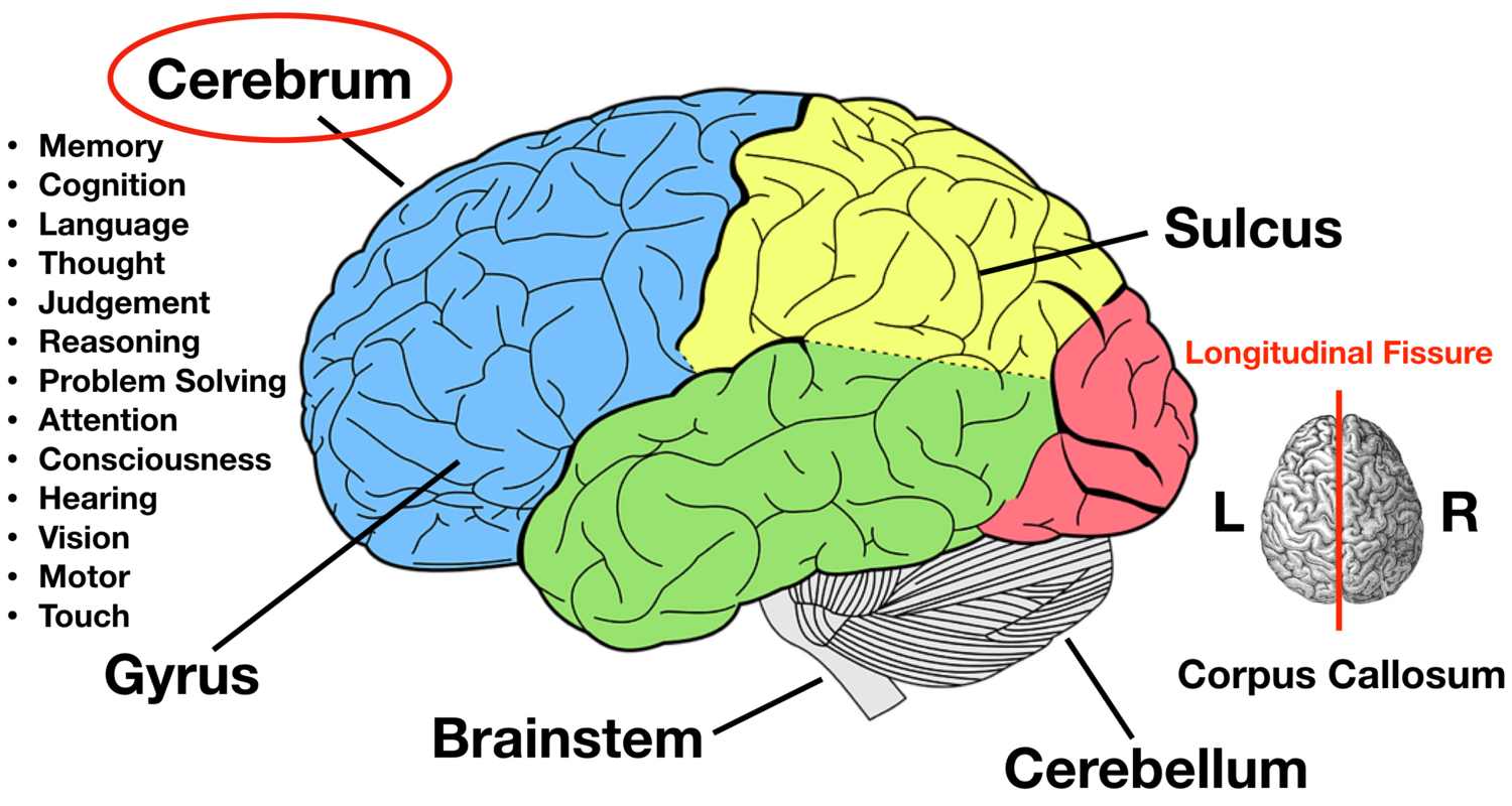 <p>The major portion of the brain that’s filled with ridges and valleys; houses our consciousness, language, cognition, organizes body movements, and other complex cognitive functions</p><ul><li><p>cerebral cortex</p></li><li><p>subcortex structures: basal ganglia, limbic system, thalamus </p></li></ul>